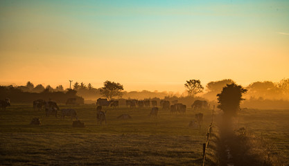 Dairy cows grazing in a grass meadow during misty sunrise morning in rural Ireland