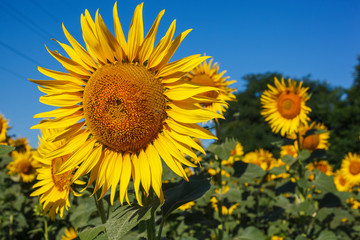 Naklejka premium Yellow sunflower flower on a background of blue sky on a sunflower field