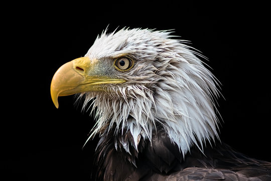 Bald eagle head. American national bird powerful close-up portrait image