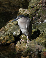 Black crowned Night-heron stock photos.  close-up profile view perched on moss rock displaying feathers, body, head, eye, beak, legs, feet with a rock background in its environment and habitat.