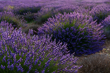 Lavender (lavandin) Fields, Valensole Plateau, Alpes Haute Provence, France, Europe