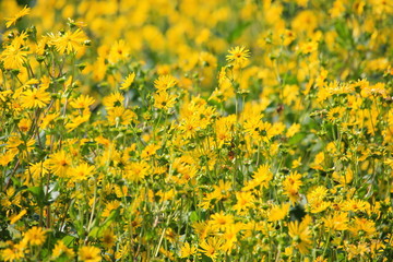 Fototapeta premium Topinambur auf dem Feld