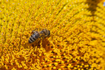 A bee collects pollen on a yellow sunflower against a blue sky