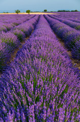 Fototapeta na wymiar Lavender (lavandin) Fields, Valensole Plateau, Alpes Haute Provence, France, Europe