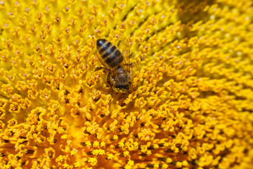 A bee collects pollen on a yellow sunflower against a blue sky