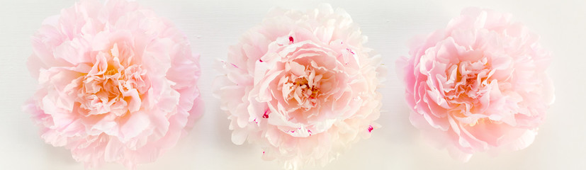 Bouquet of a lot of peonies of pink color close up. Flat lay, top view. Peony flower texture.