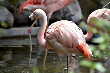 ヨーロッパフラミンゴ