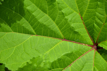 Naklejka na ściany i meble Green leaf close up macro background