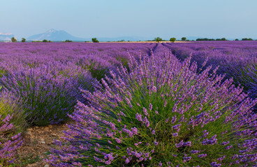 Obraz premium Lavender (lavandin) Fields, Valensole Plateau, Alpes Haute Provence, France, Europe