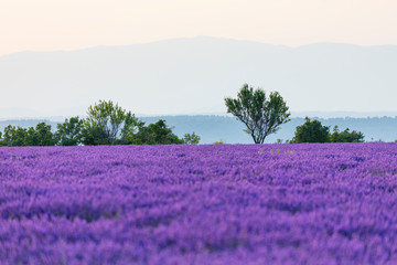 Lavender (lavandin) Fields, Valensole Plateau, Alpes Haute Provence, France, Europe