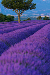 Fototapeta premium Lavender (lavandin) Fields, Valensole Plateau, Alpes Haute Provence, France, Europe