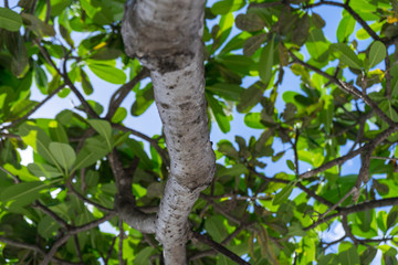 bird on a tree