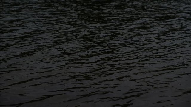 Gray barb are swimming in the marsh of the park.