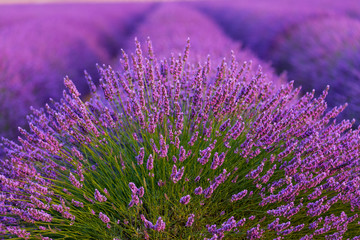 Fototapeta premium Lavender (lavandin) Fields, Valensole Plateau, Alpes Haute Provence, France, Europe