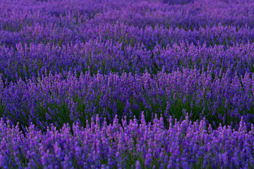 Obraz premium Lavender (lavandin) Fields, Valensole Plateau, Alpes Haute Provence, France, Europe