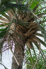 coconut palm tree in thailand