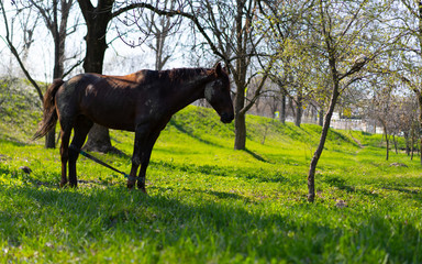 Horse grazing in the meadow
