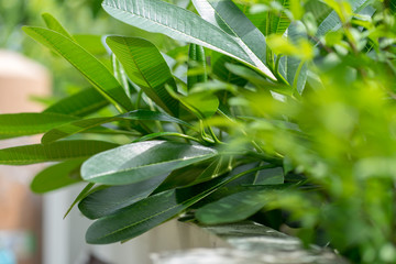 green leaves in the garden