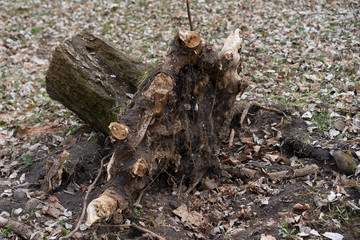 The tree stump was uprooted from the ground