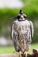 Falcon with a leather privacy mask on his head frontal.