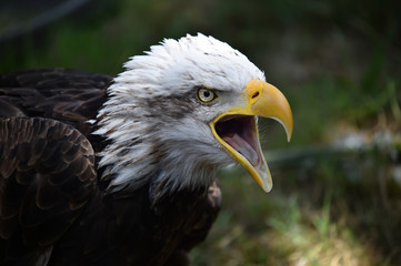 aguila calva americana