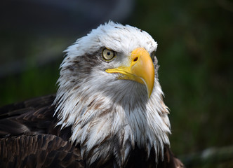 aguila de cabeza blanca americana