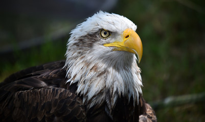 aguila calva americana