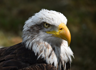 aguila de cabeza blanca americana