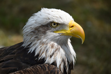 aguila calva americana