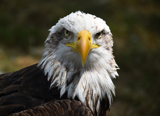 Fototapeta premium aguila calva americana