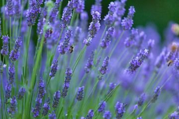 Bee. Lavender (lavandin) Fields, Valensole Plateau, Alpes Haute Provence, France, Europe