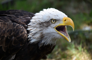 aguila calva americana