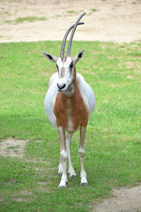 シロオリックス