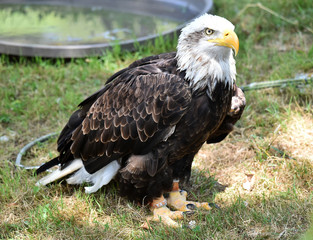 aguila calva americana