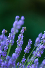 Bee. Lavender (lavandin) Fields, Valensole Plateau, Alpes Haute Provence, France, Europe