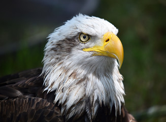 aguila calva americana