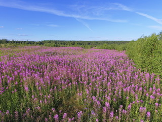 Naklejka na ściany i meble Purple field of blooming Ivan-tea and blue sky, Komi Republic, Russia.