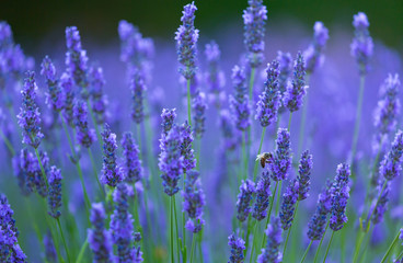 Bee. Lavender (lavandin) Fields, Valensole Plateau, Alpes Haute Provence, France, Europe