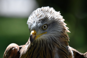 cabeza de aguila