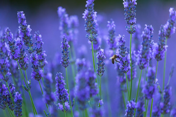 Obraz premium Bee. Lavender (lavandin) Fields, Valensole Plateau, Alpes Haute Provence, France, Europe