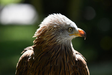 cabeza de aguila