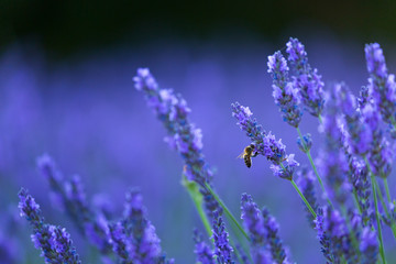 Bee. Lavender (lavandin) Fields, Valensole Plateau, Alpes Haute Provence, France, Europe