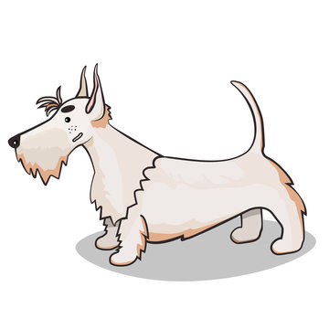 recommend clip art: Scottish terrier in the vector. Funny dog. Illustration of white Scottish terrier . Line drawing of red scottish terrier. Cute dog. 