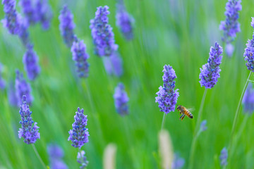 Obraz premium Bee. Lavender (lavandin) Fields, Valensole Plateau, Alpes Haute Provence, France, Europe