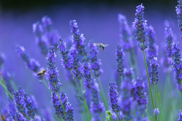 Bee. Lavender (lavandin) Fields, Valensole Plateau, Alpes Haute Provence, France, Europe