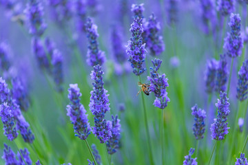 Bee. Lavender (lavandin) Fields, Valensole Plateau, Alpes Haute Provence, France, Europe