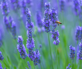 Bee. Lavender (lavandin) Fields, Valensole Plateau, Alpes Haute Provence, France, Europe