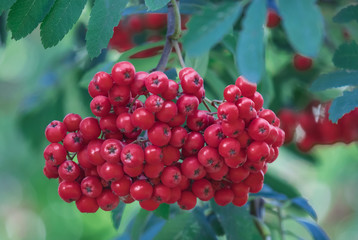 red rowan berries close up
