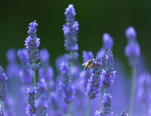 Lavender (lavandin) Fields, Valensole Plateau, Alpes Haute Provence, France, Europe