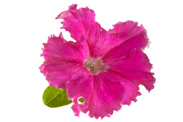 Pink fringed petunia flower